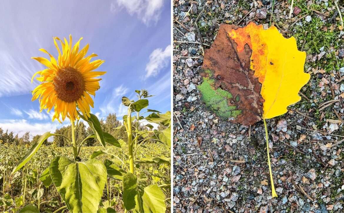 Kesän värejä Kesäyhteenveto 2024