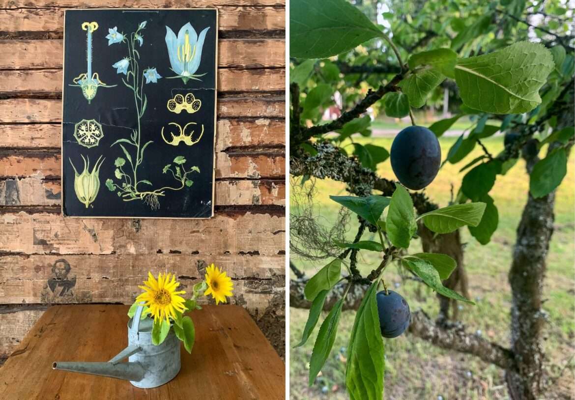 Pulsa Kesäyhteenveto 2024