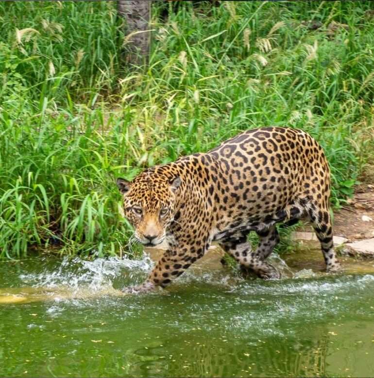 149 Bolivia Maat 145-160