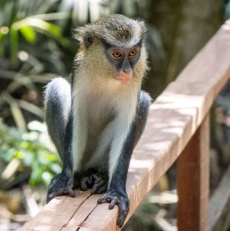 155 Nigeria Maat 145-160