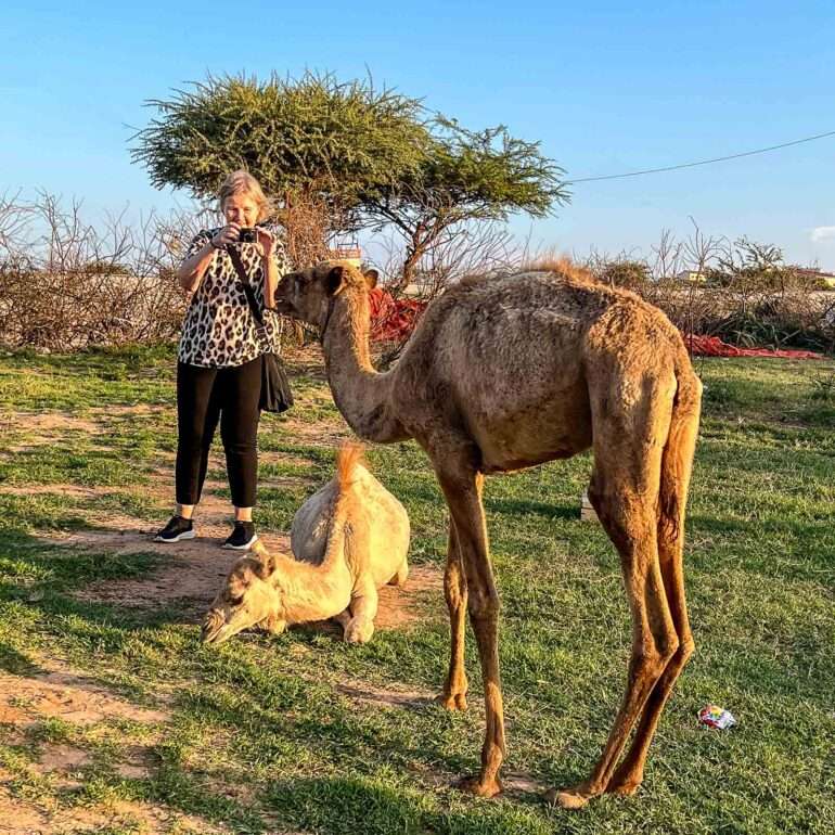 Kameleita Somalimaa