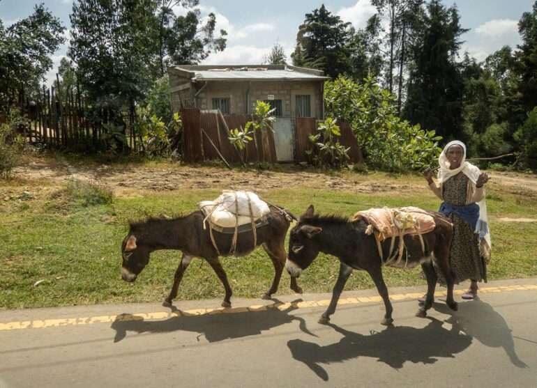 Entoto park Addis Abeba