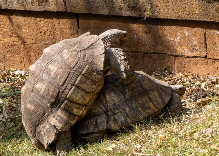 Jättiläiskilpikonna Etiopia