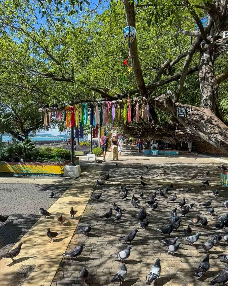 Kyyhkyspuisto Puerto Rico