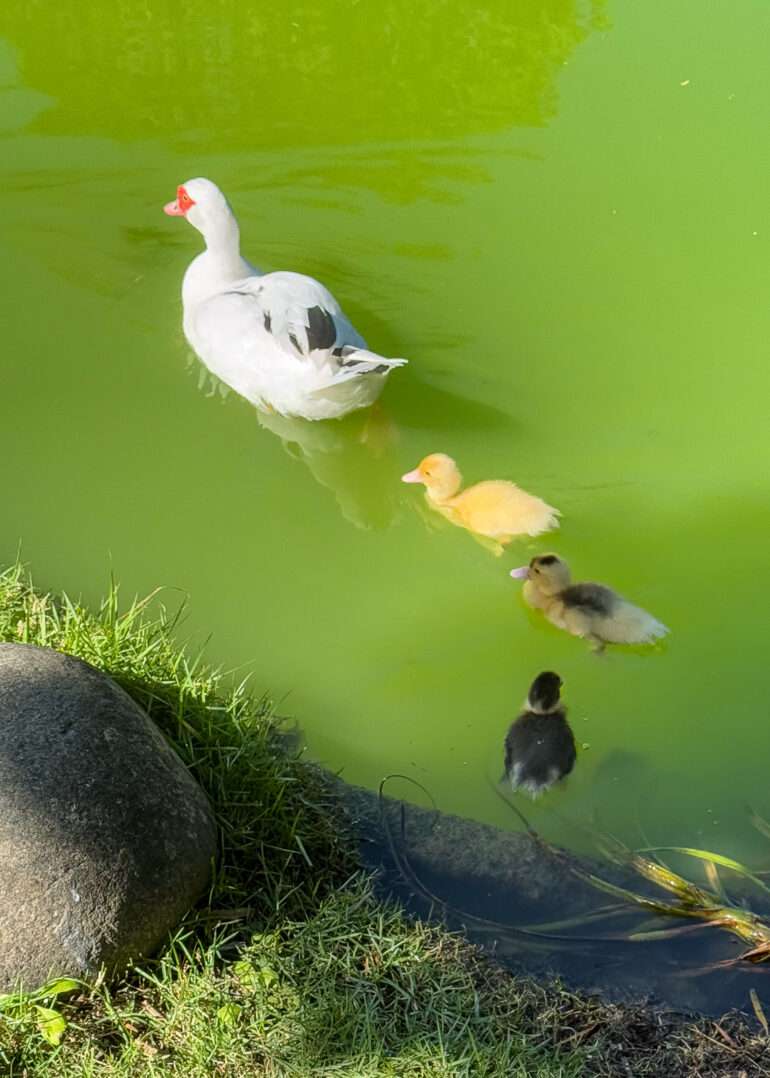 Santo Domingo perhospuisto