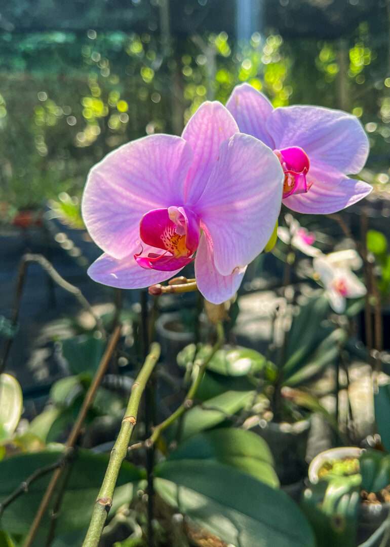 Santo Domingo orkideat