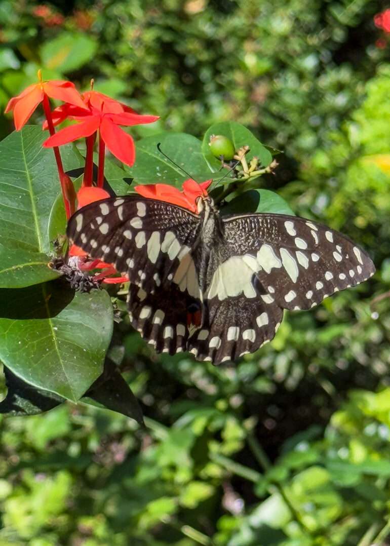 Santo Domingo perhospuisto