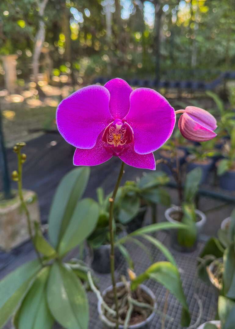 Santo Domingo orkideat