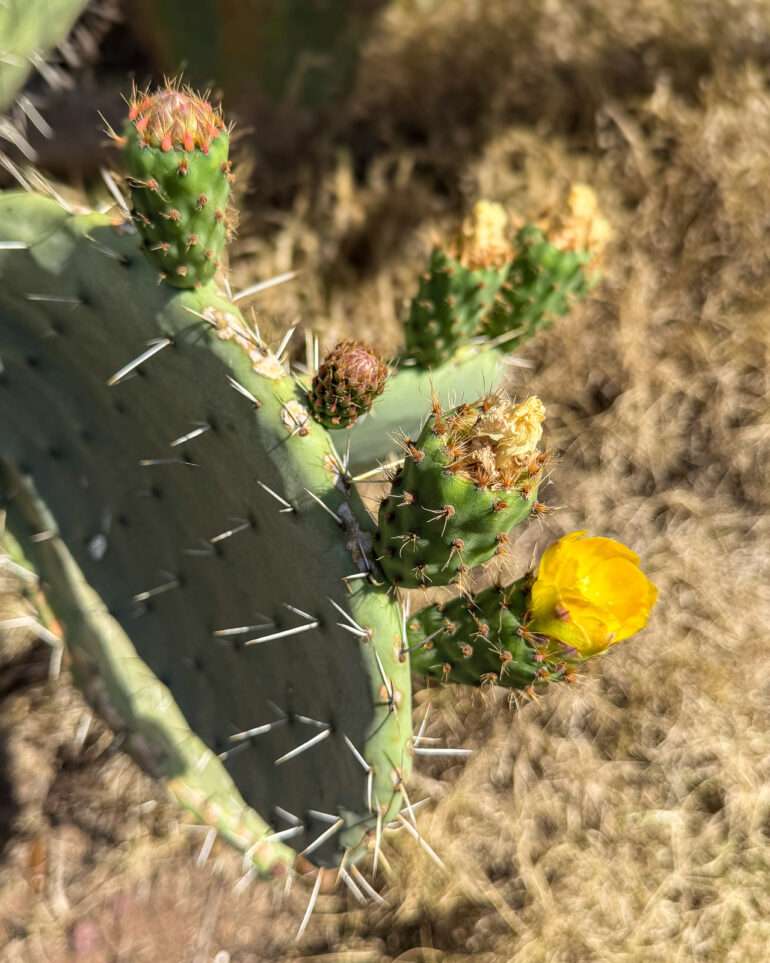 Asmara tankkien hautausmaa