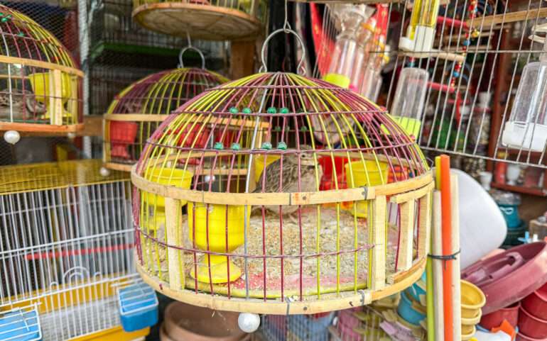 Kabulin lintubasaari