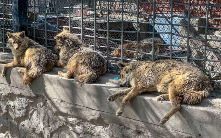 Kabul Zoo
