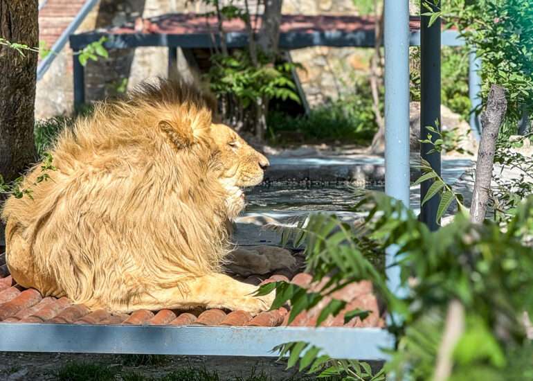 Kabul Zoo lion