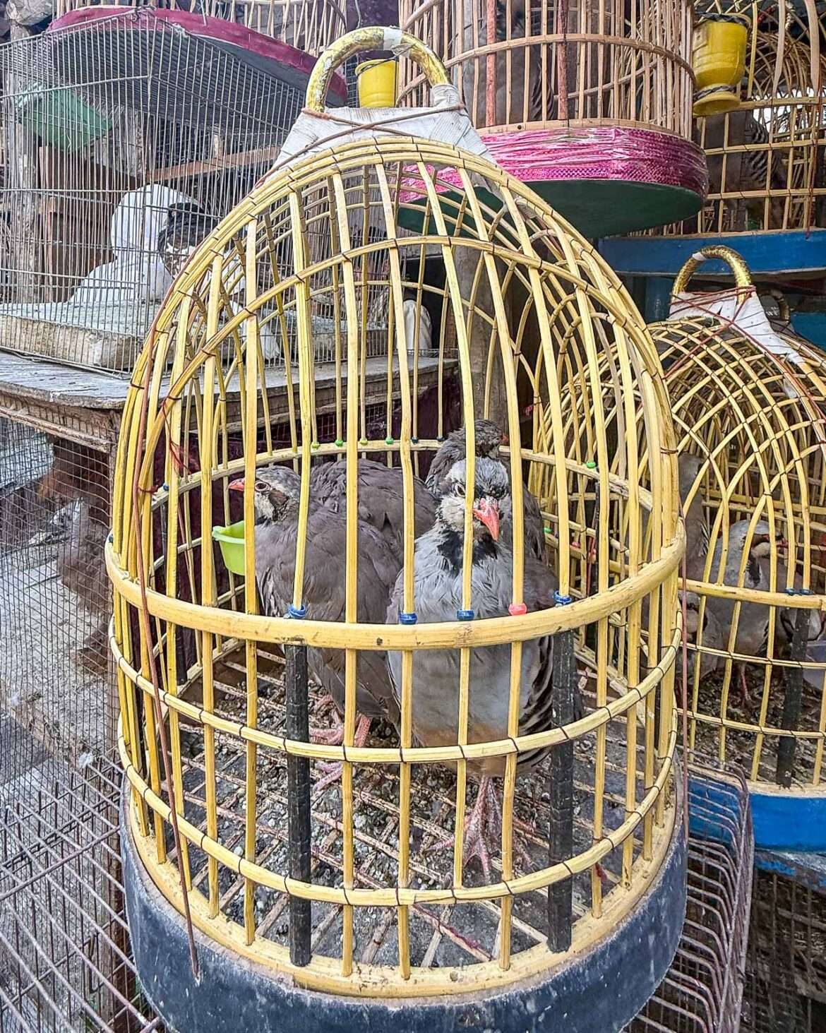 Lintubasaari Afganistan