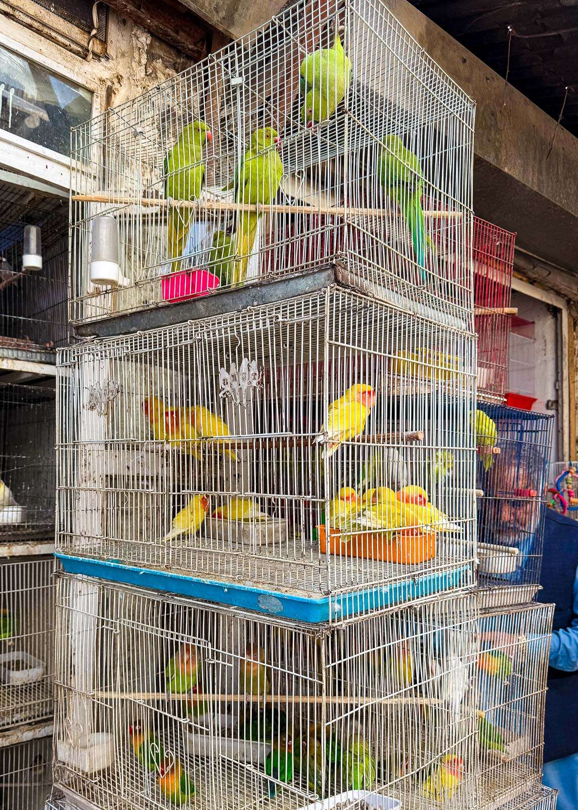 Lintubasaari Afganistan