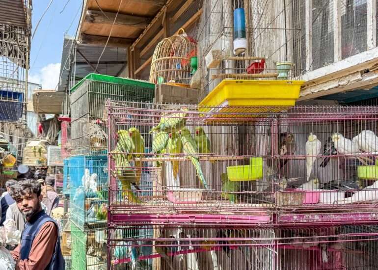 Lintubasaari Afganistan