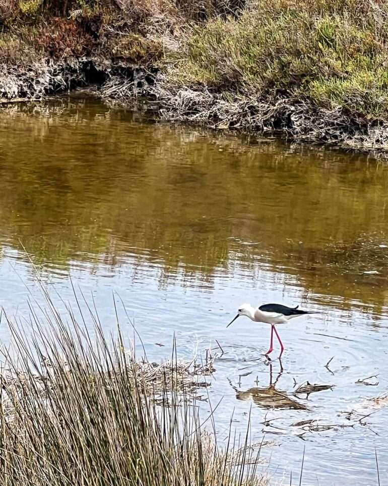 Formentera Ses Salines