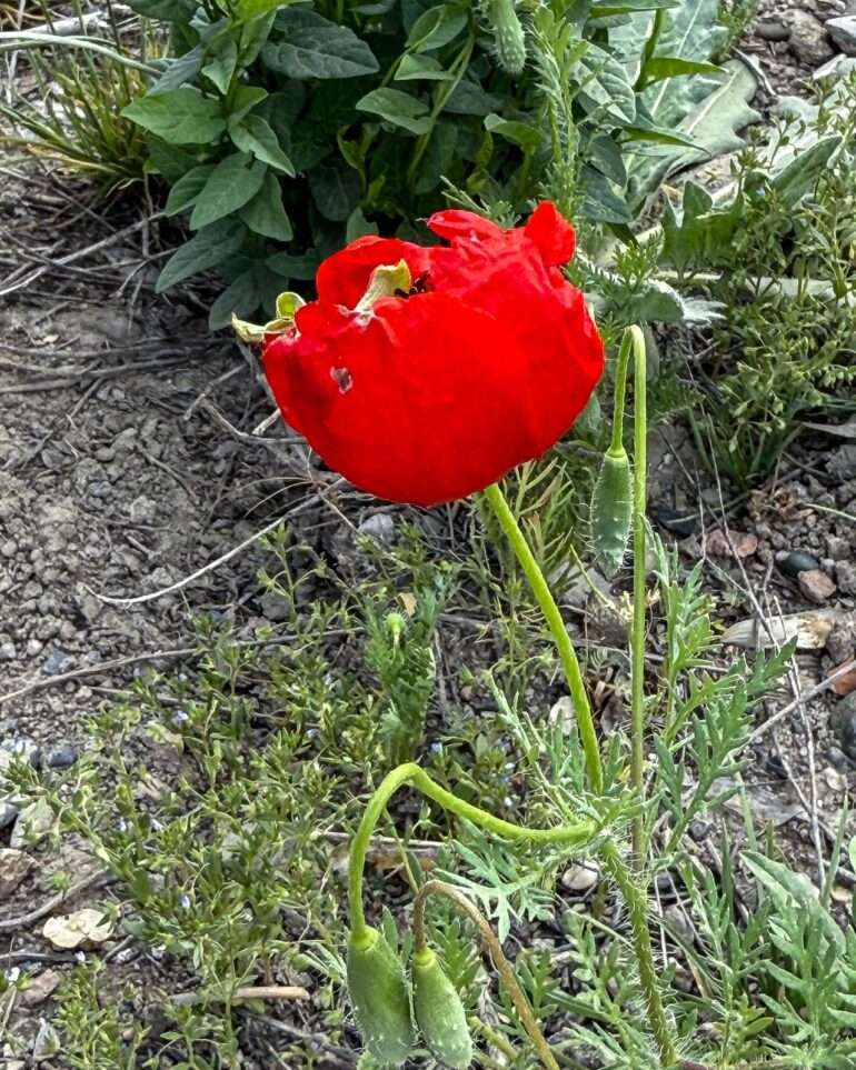 Kabul moskeijat monumentit