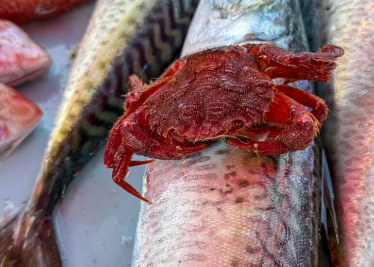 Vieux-Port Marseille