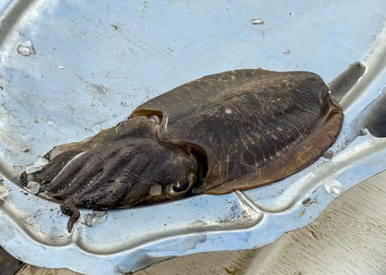Vieux-Port Marseille