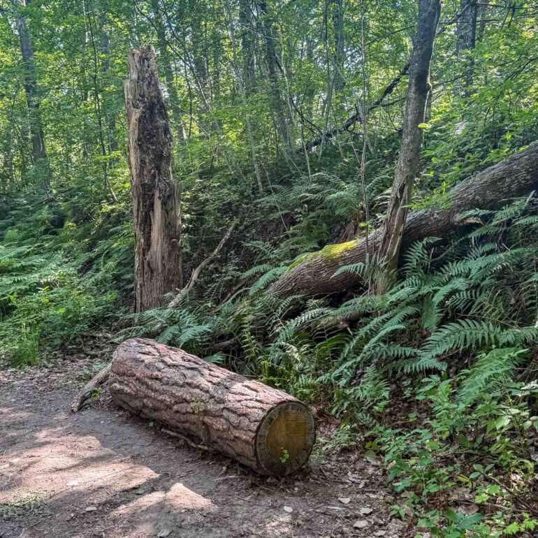 Raimo Saarinen Vallisaari