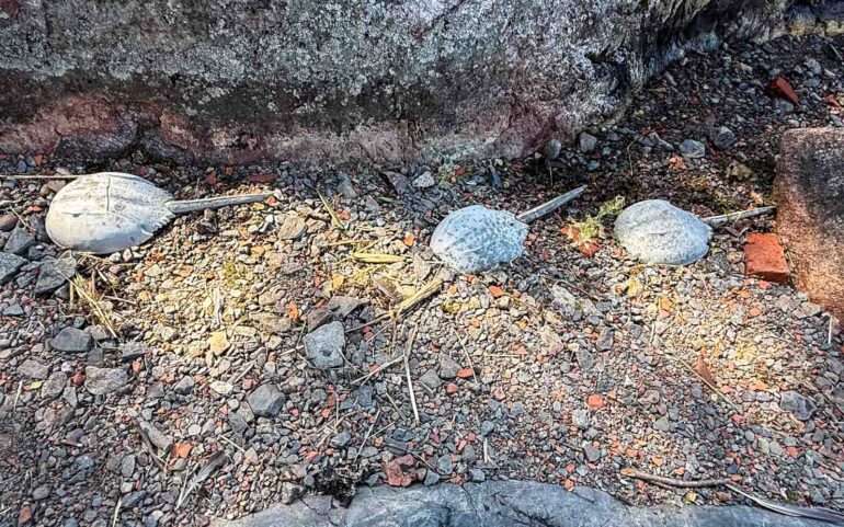 Helsinki Biennaali 2025