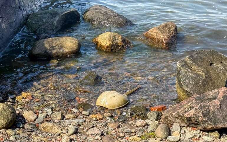 Helsinki Biennaali 2025