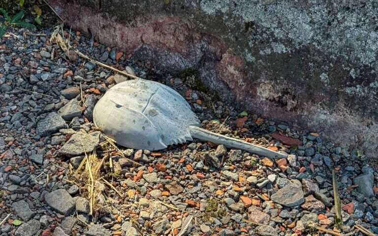 Helsinki Biennaali 2025