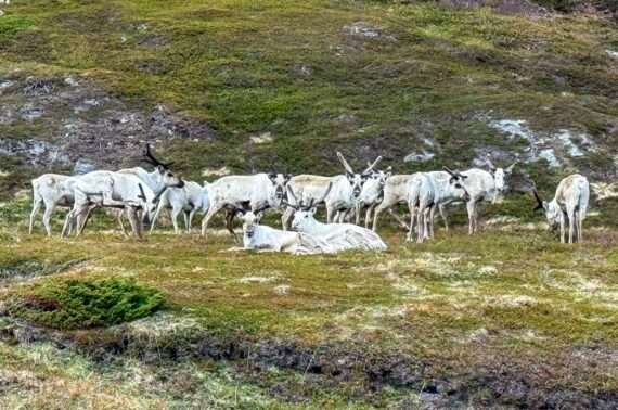 Kongsfjord Berlevåg