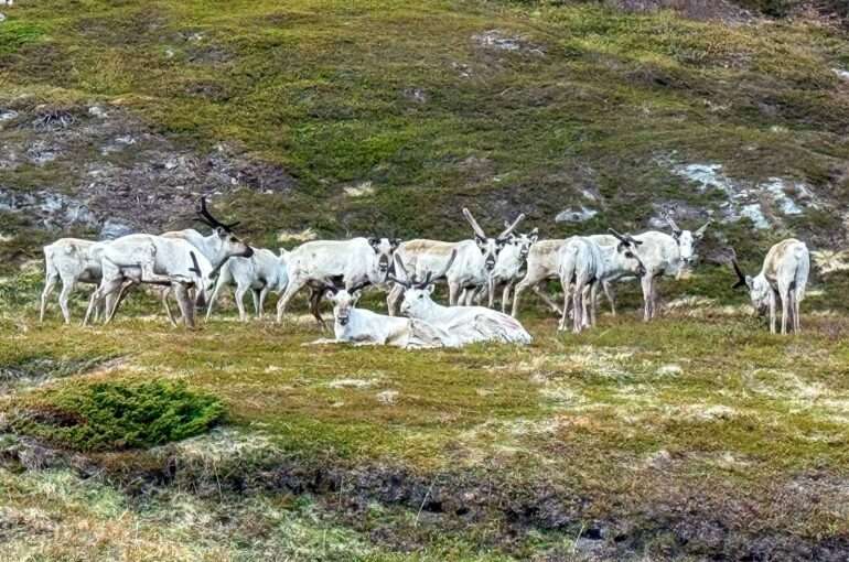 Kongsfjord Berlevåg