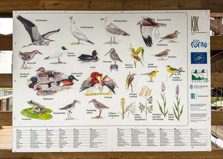 pärnu rantaniityn luontopolku