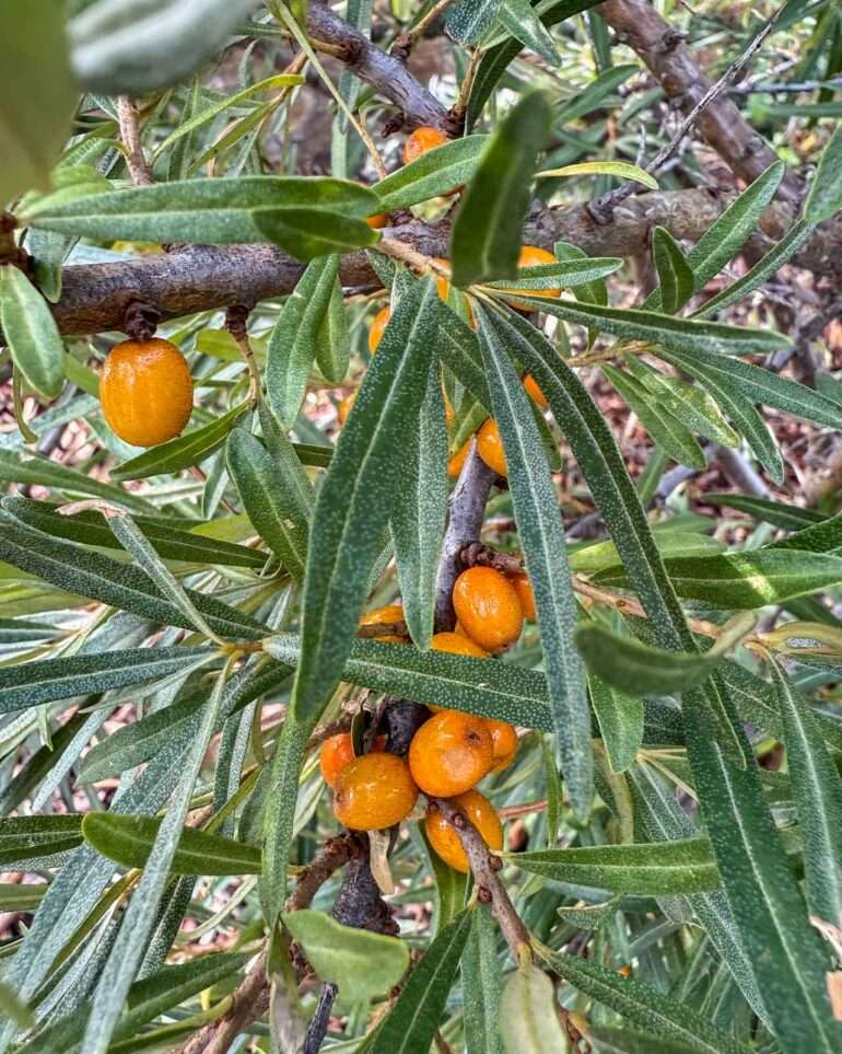 Merellinen Hanasaari