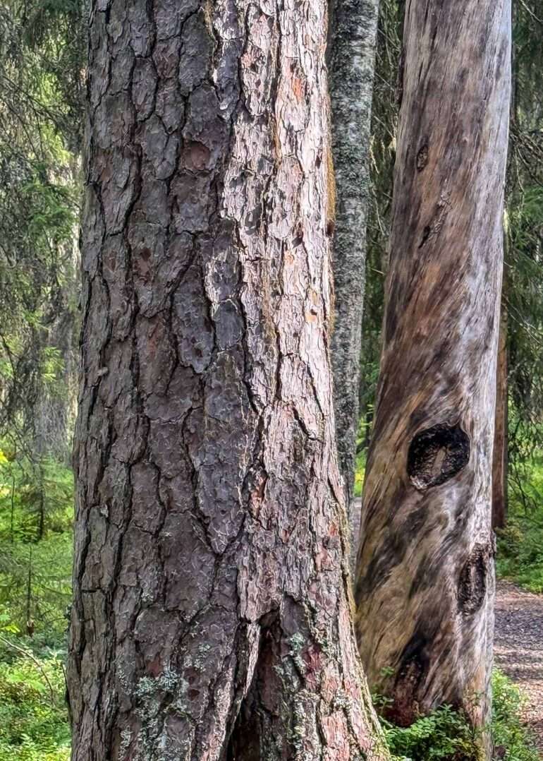 Pyhä-Häkin kansallispuisto