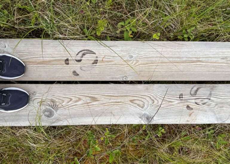 Vasan polku Salamajärven kansallispuisto