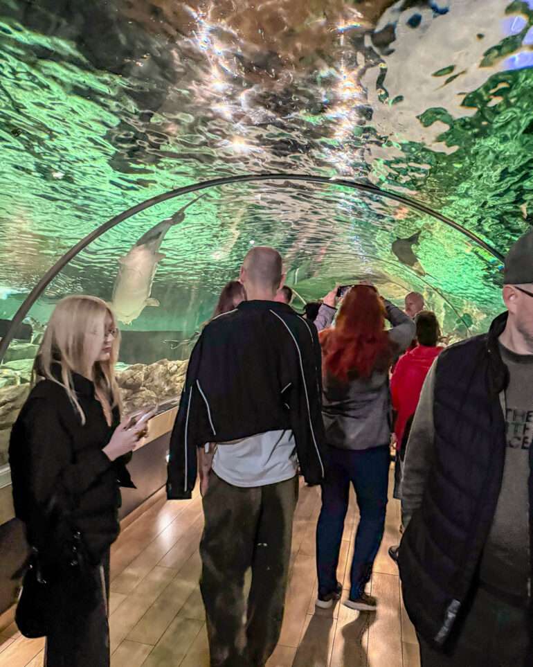 Kuurinkynnäs Liettua