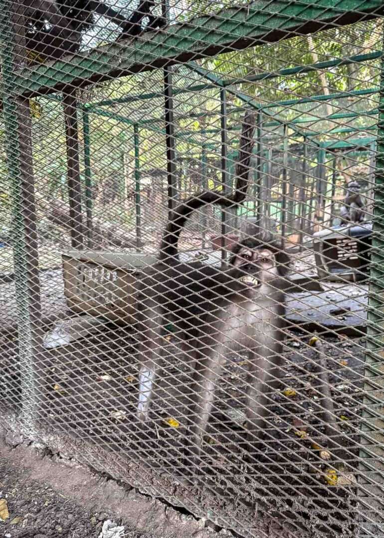 Kasvitieteellinen puutarha Conakry