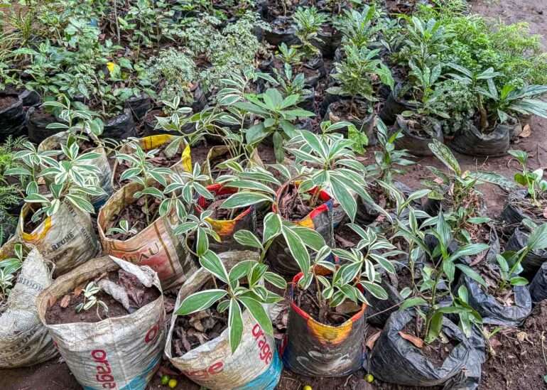 Kasvitieteellinen puutarha Conakry