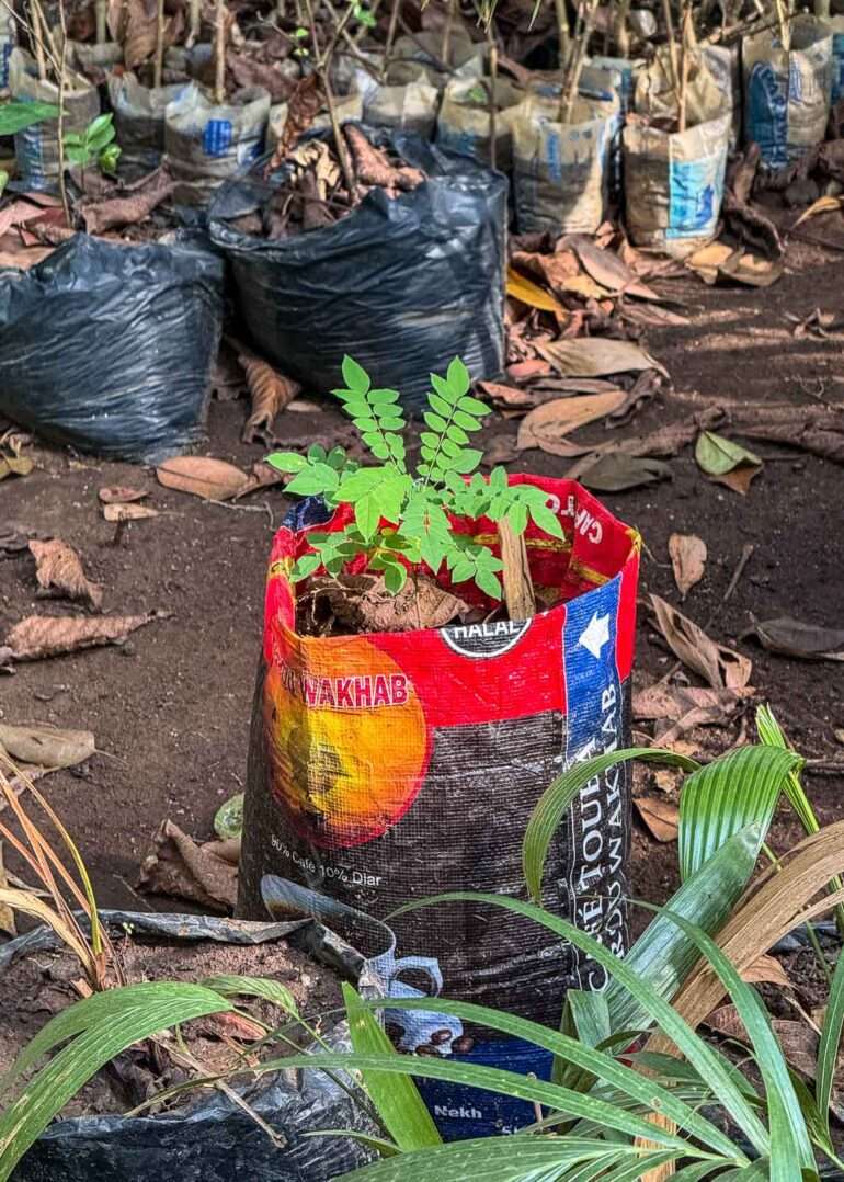 Kasvitieteellinen puutarha Conakry