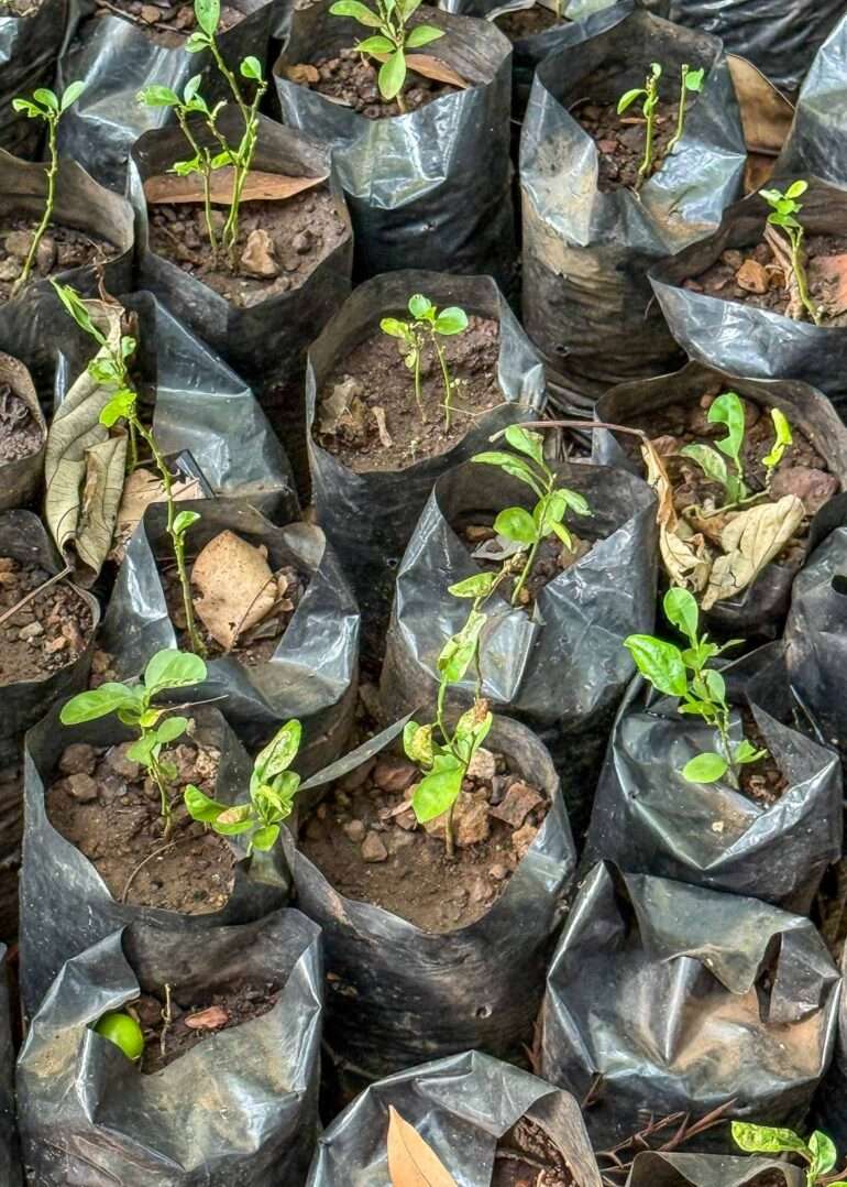 Kasvitieteellinen puutarha Conakry