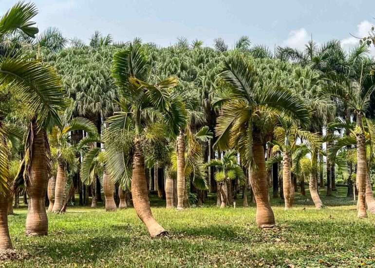 Parc Nacional Malabo