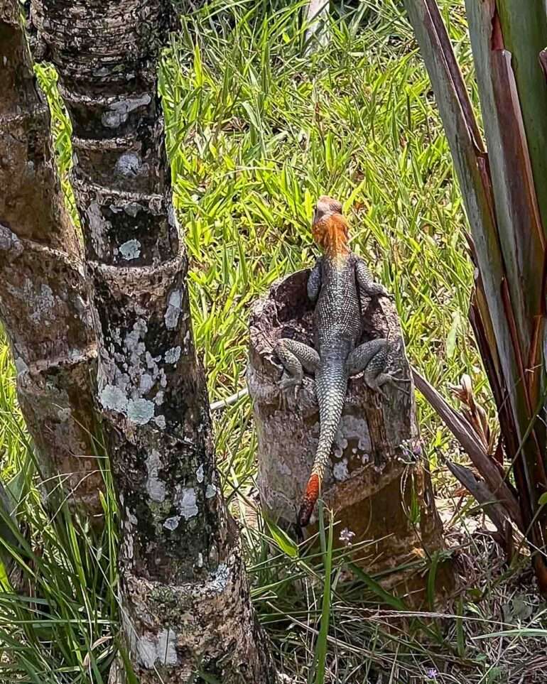 Parc Nacional de Malabo