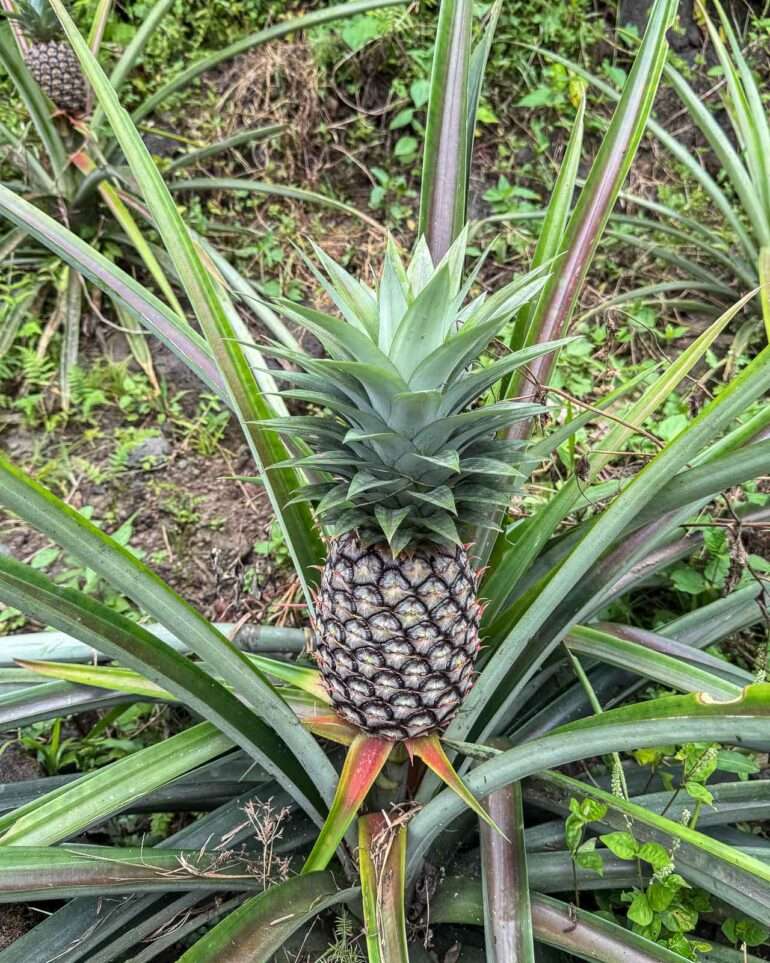 ananas Bioko Päiväntasaajan Guinea