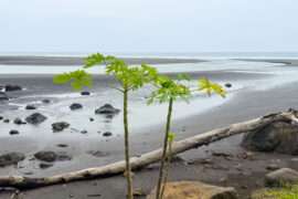 Bioko Päiväntasaajan Guinea