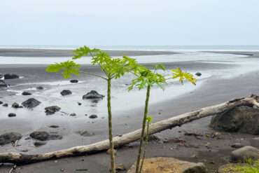 Bioko Päiväntasaajan Guinea
