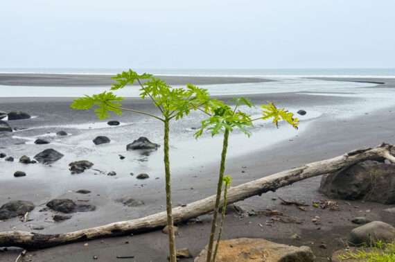 Bioko Päiväntasaajan Guinea