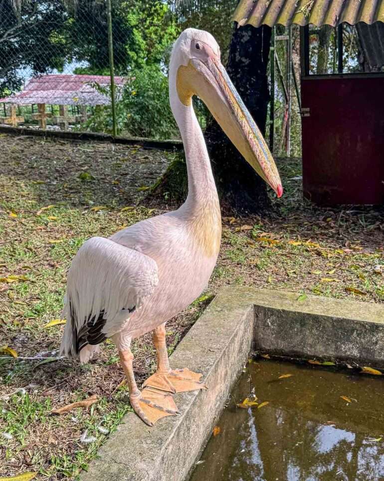 Pelikaani nimeltä Albert Lambarene Albert Schweitzer