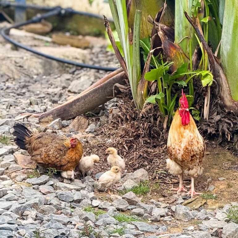 Lambarene Albert Schweitzer