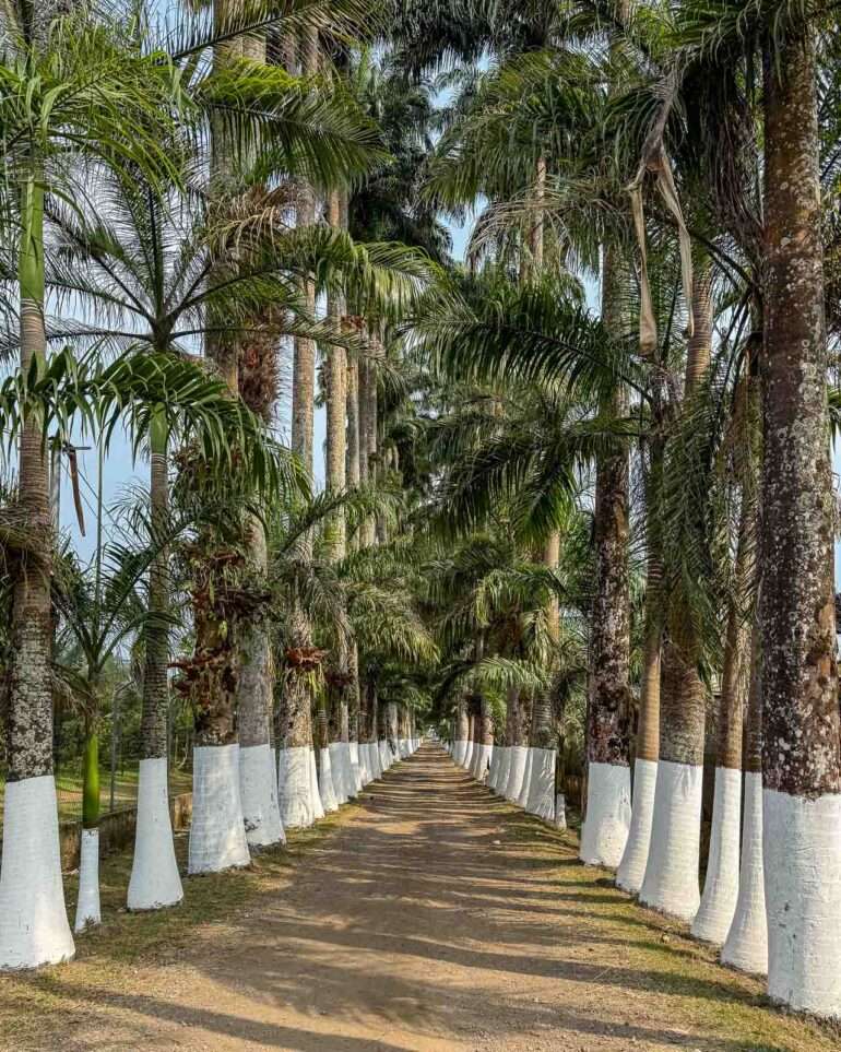 Finca Sampaka Päiväntasaajan Guinea