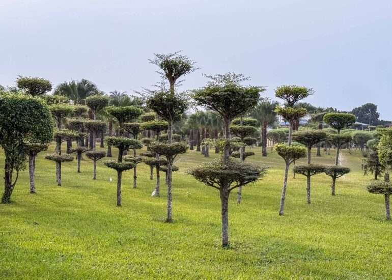 Parc Nacional Malabo