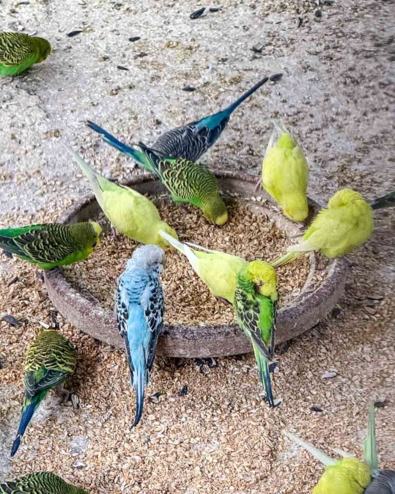 Lintupuisto Laayoune