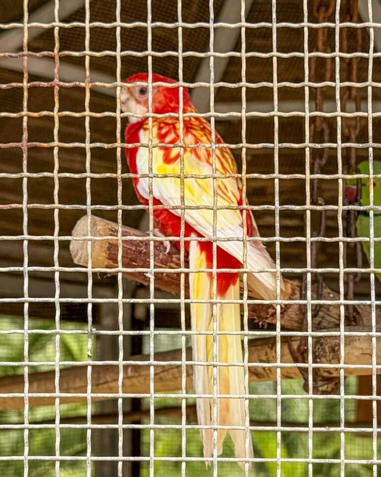 Lintupuisto Laayoune